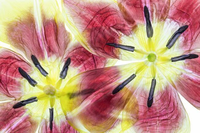 Tulips Mandy Disher