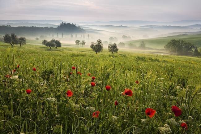 Tuscan spring Daniel Řeřicha