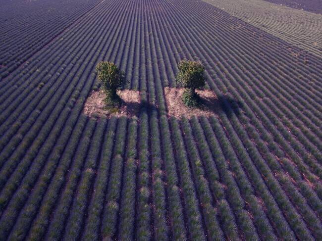 Twins Jure Kravanja