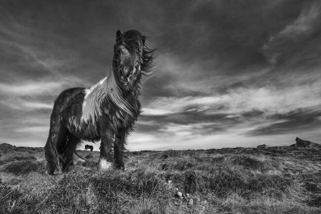 Two of a kind Bragi Ingibergsson
