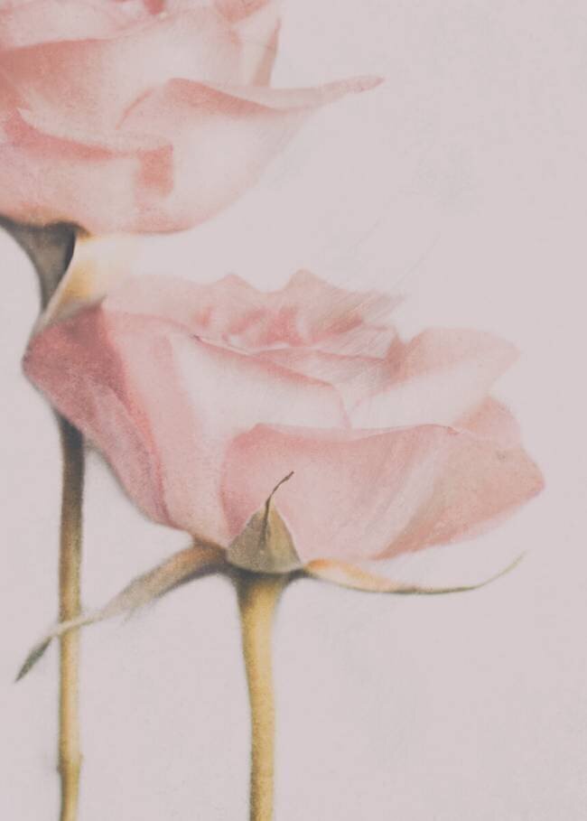 Two Roses Delphine Devos