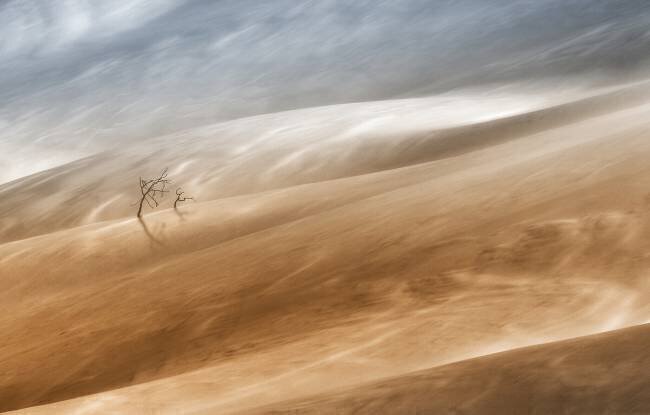 Two trees Uschi Hermann
