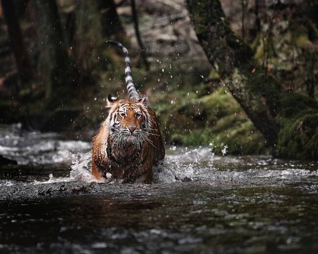Un gros chat dans un ruisseau Michaela Firesova