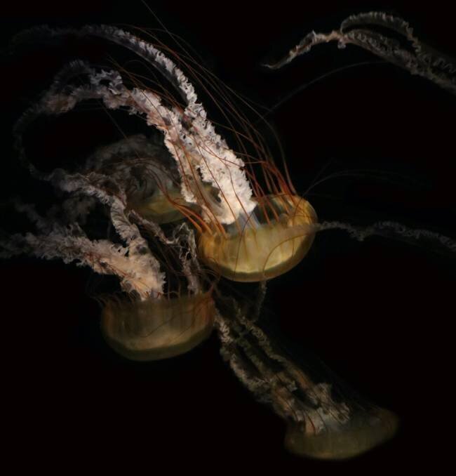 Underwater ballet Robin Wechsler