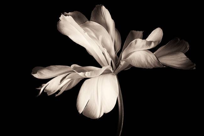 Untitled Penny Myles