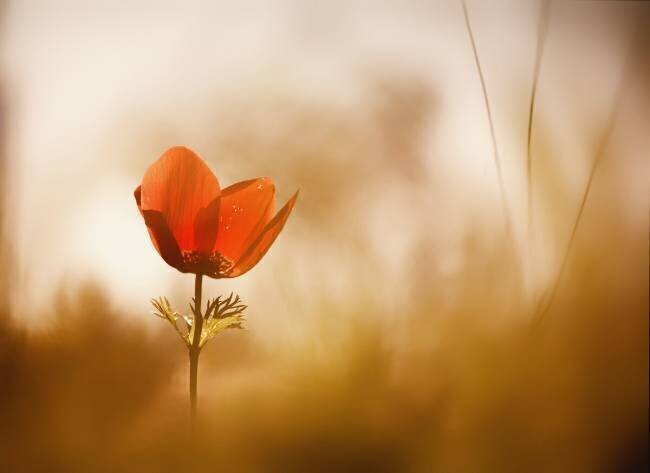 Untitled Keren Or