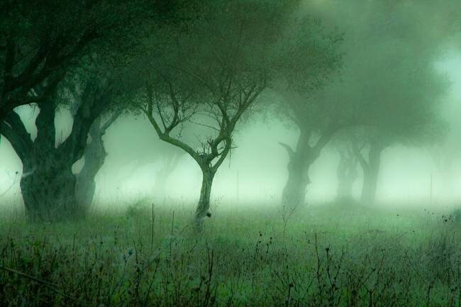 Untitled S. Amer