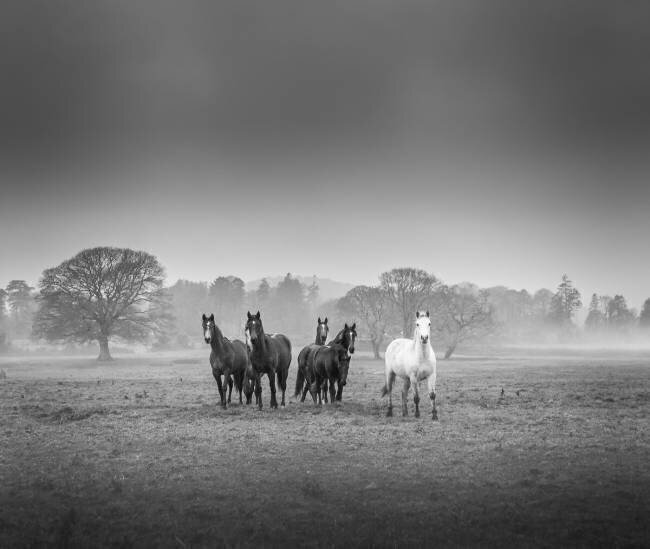 Untitled David Ahern