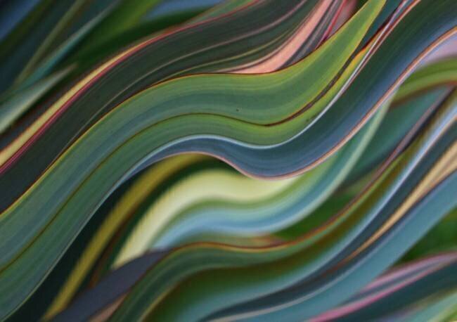 Untitled Robin Wechsler