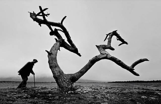 Vieil homme et arbre Wei Tang