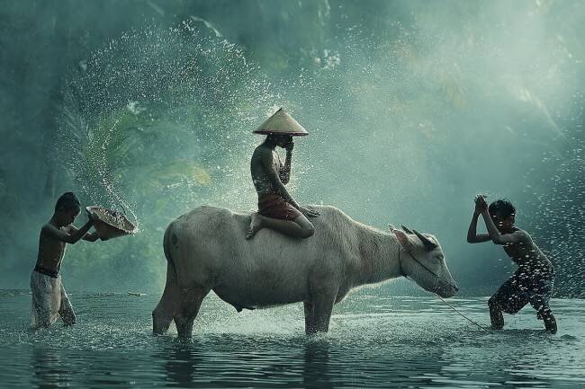 Water Buffalo Vichaya