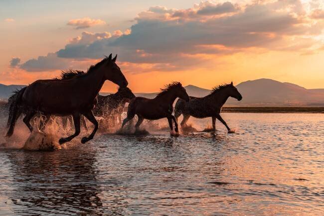 Water horses Barkan Tekdogan