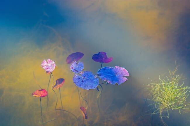 Water life Bernardine de Laat