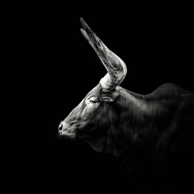 Watusi Christian Meermann