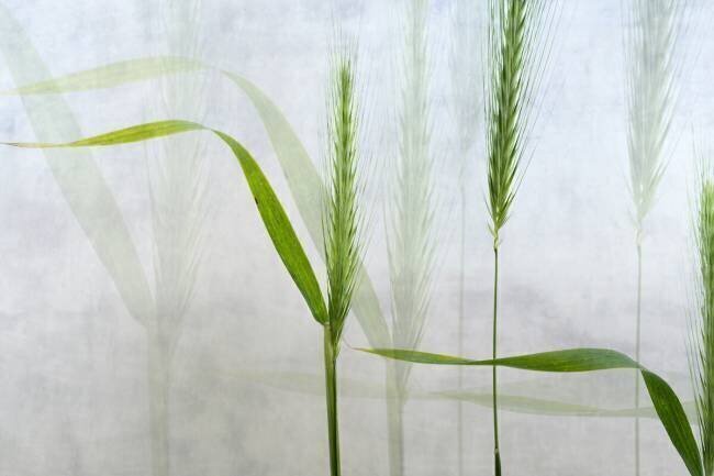 Wavy green Greetje van Son