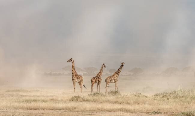 Weathering the Amboseli Dust Devils Jeffrey C. Sink