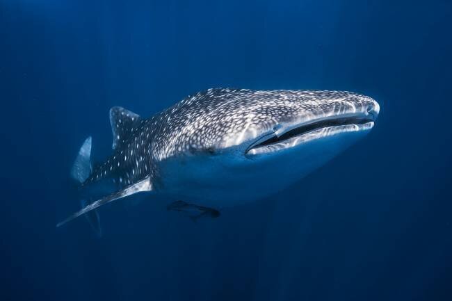 Whale Shark Gabriel Barathieu