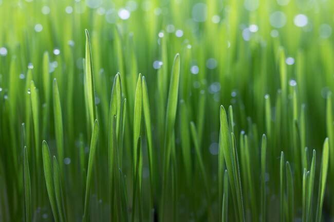 Wheat Peter Krenek