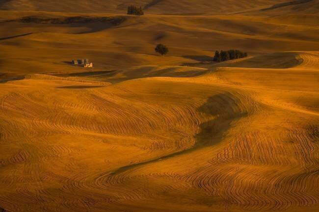 Wheat Field in Sunset David Wang