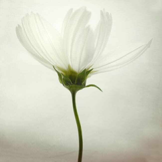White cosmos Lotte Grønkjær