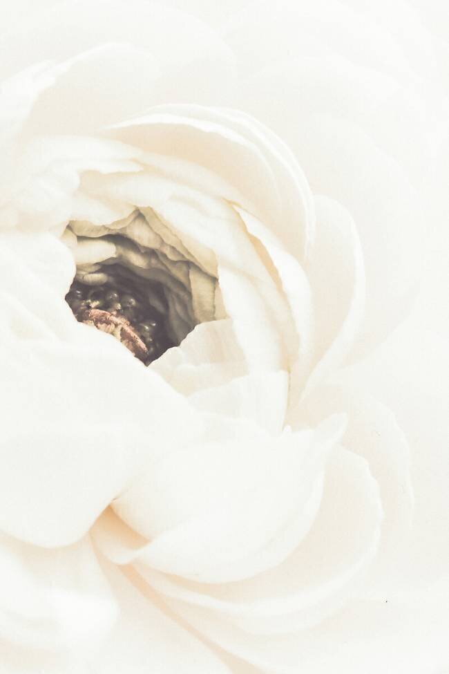 White Flower 1 1x Studio III