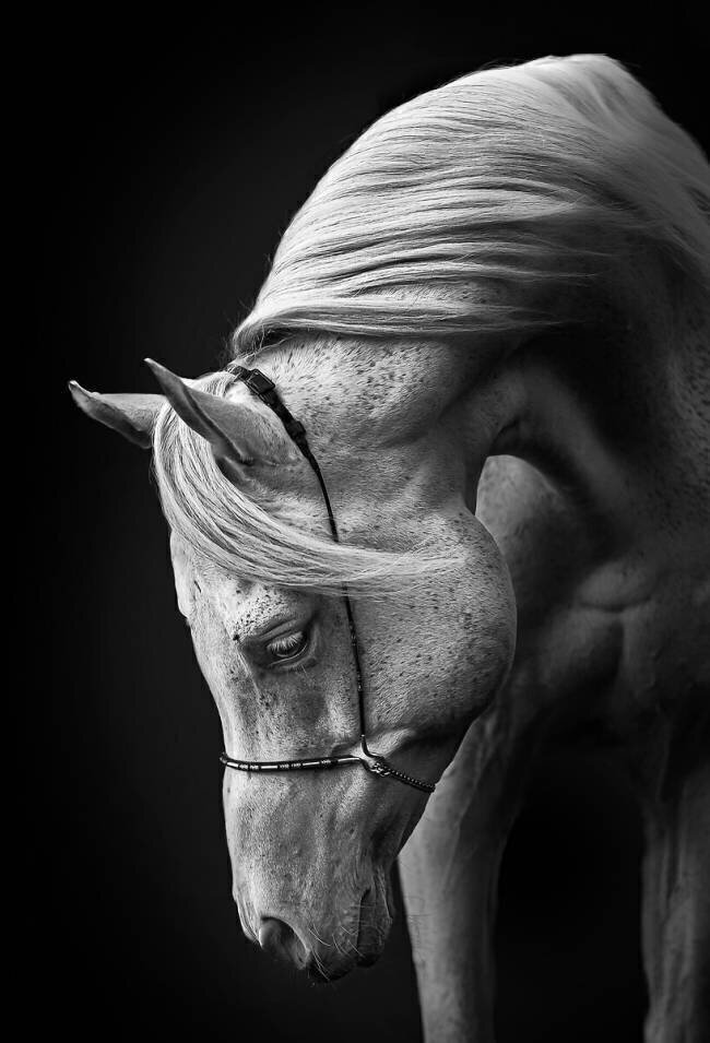 White stallion Ulrike Leinemann