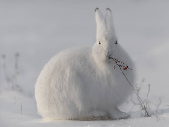 Wild arctic hare Roberto Marchegiani