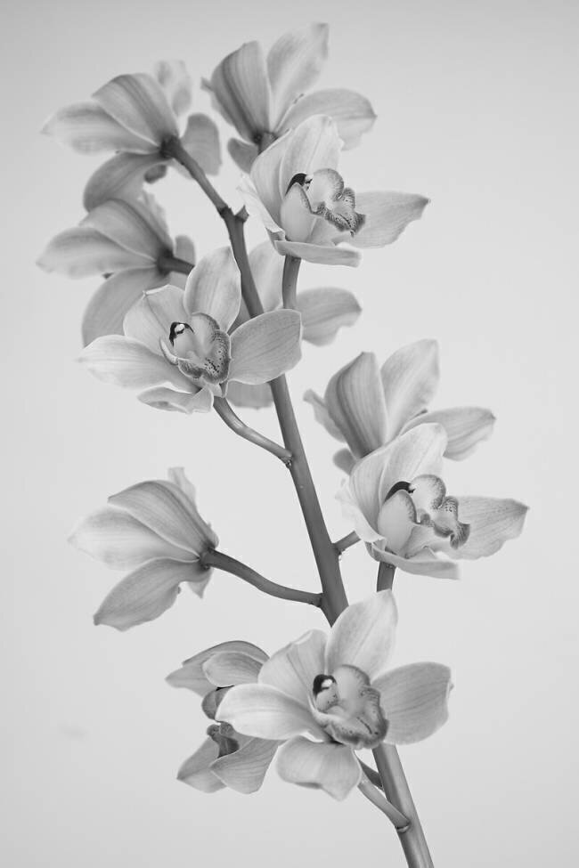 Orchidée sauvage Igor Mandich