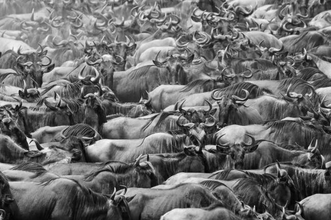 Wildbeests Henry Zhao