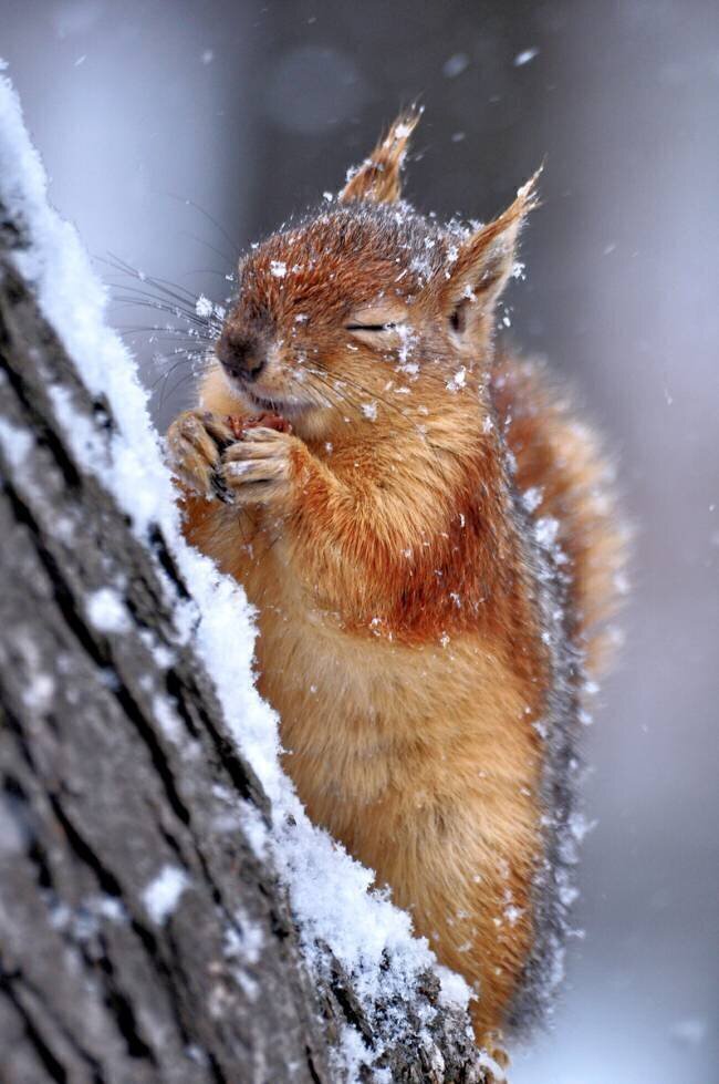 Winter Ervin Kobakçi
