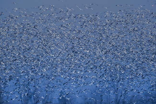 Winter blossom Judy Tseng