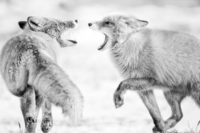Winter dream 2 Eiji Itoyama