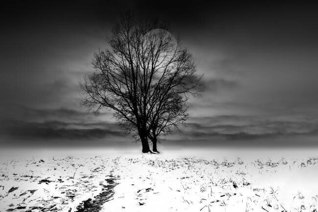 Winter Tree Michael
