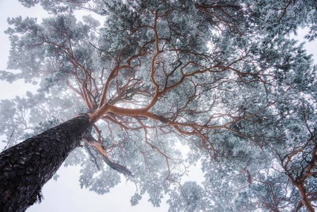 Winter tree lines Ales Krivec