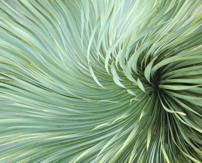 Winter Wind Dances Robin Wechsler