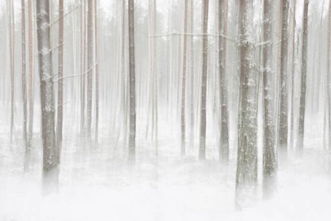 Winterforest in Sweden Christian Lindsten