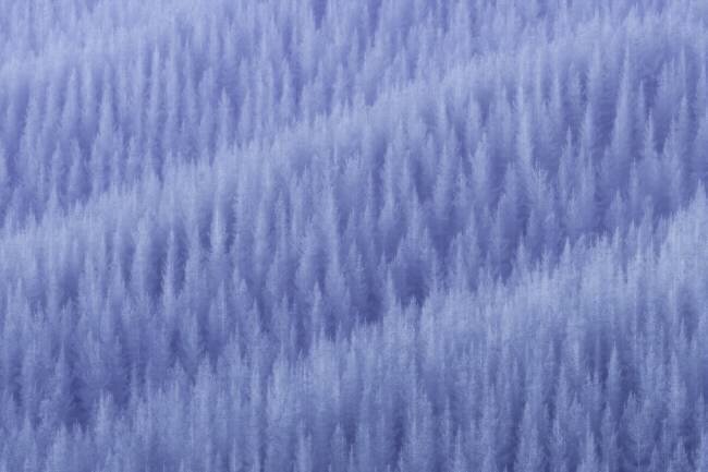Winter's Pattern Jingshu Zhu