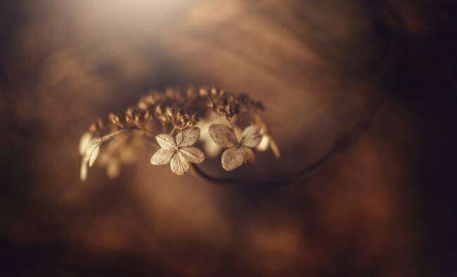 Withe hydrangea Takashi Suzuki