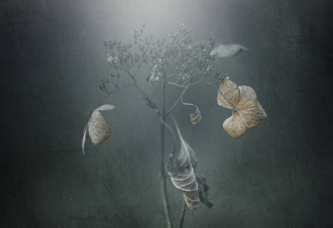 Withe hydrangea Takashi Suzuki