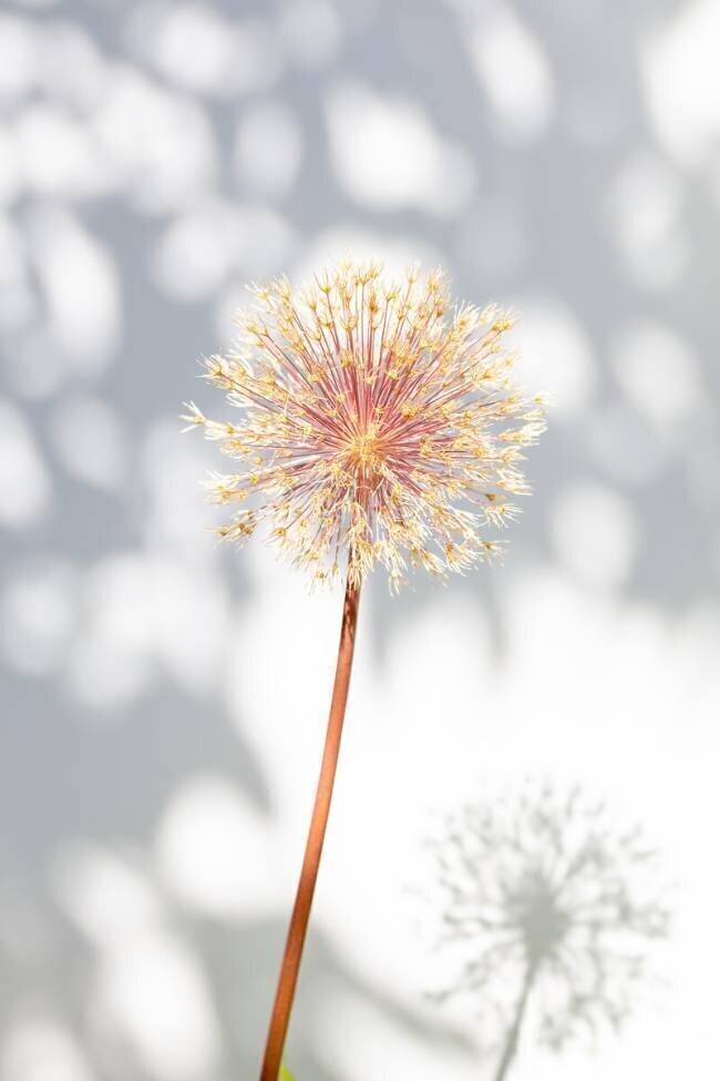Withered flower, seed house 2 1x Studio III