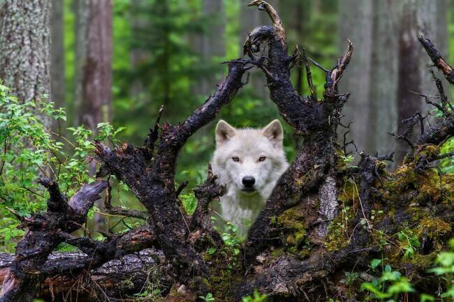 Wolf Mike Centioli 