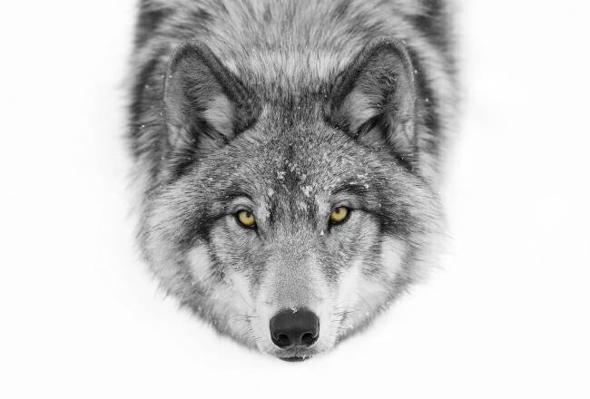Yellow eyes - Timber Wolf Jim Cumming