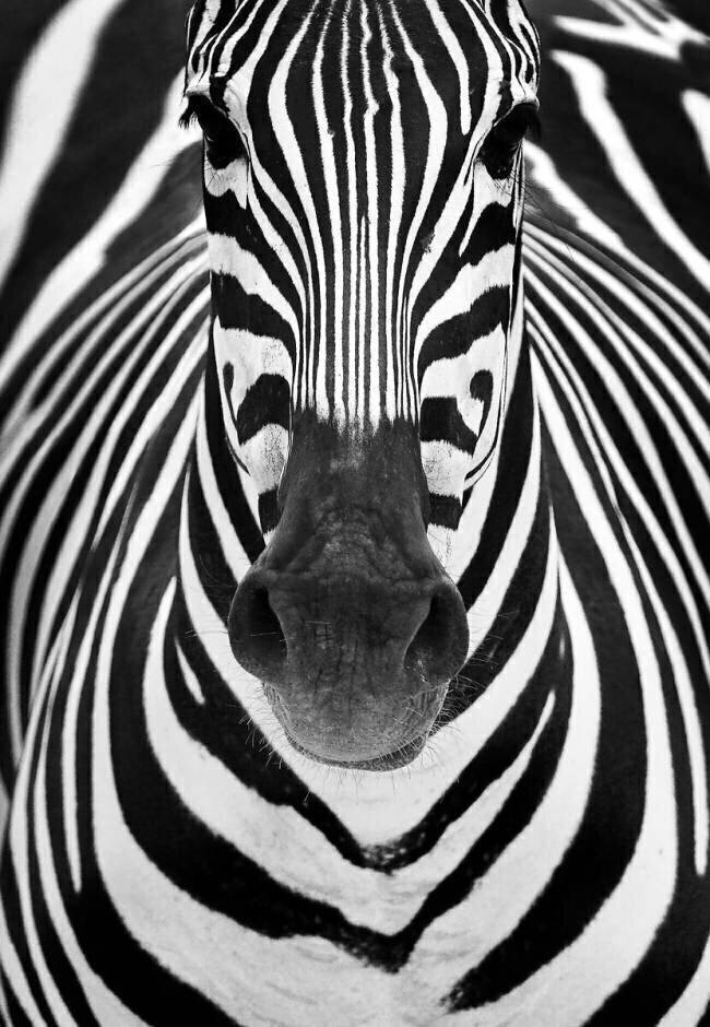 Zebra Juan Luis Duran