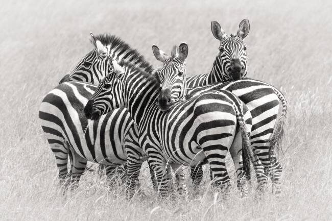 Zebras Kirill Trubitsyn