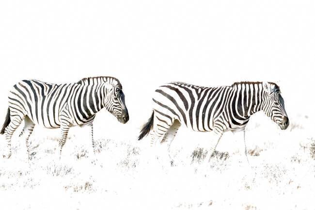 Zèbre Burchell (Equus quagga burchelli) - Marchant. Parc National d'Etosha, Namibie Thomas Dressler