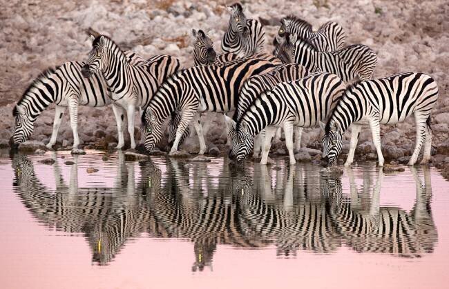 Zèbres des plaines au point d'eau à l'aube - Etosha Namibie Óscar Díez Martínez