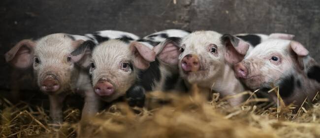 Quatre cochons Gert van den Bosch