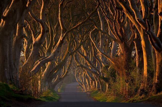 The Dark Hedges in the Morning Sunshine Piotr Galus