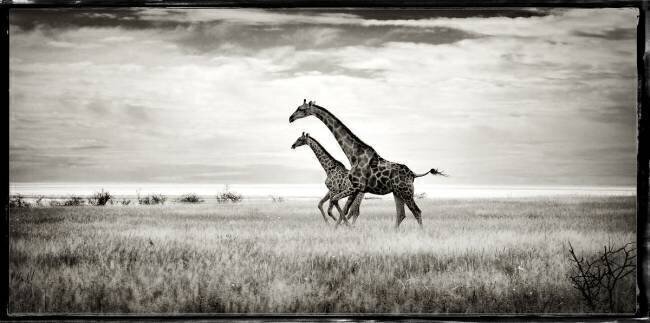  Cross-linked Giraffes in the Savannah of Etosha NP in Namibia Philippe-Alexandre Chevallier