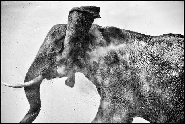  Elephant taking a bath of dust - Chobe Botswana Philippe-Alexandre Chevallier